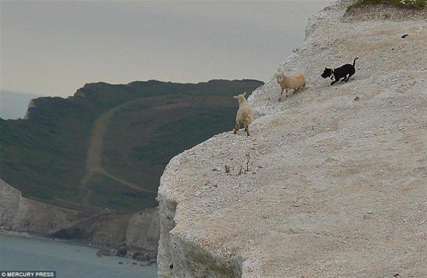 <p>Sahibinin elinden kaçan bir köpek, insanların gözleri önünde minik bir kuzuyu uçurumdan yuvarladı. Yaşananlar, trajik olayı korku dolu gözlerle izleyen insanlar arasında bulunan bir fotoğrafçı tarafından saniye saniye görüntülendi.</p>