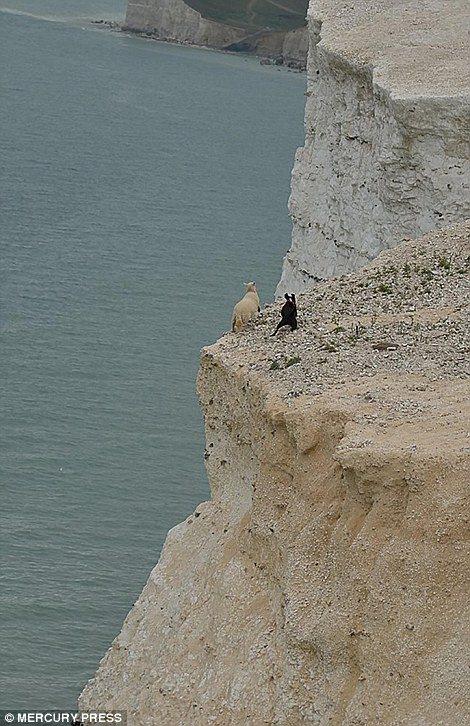 <div>İngiltere’nin East Sussex bölgesine bağlı Seaford kasabasında yaşanan trajik olayda, sahibinden kaçan köpek, kuzuyu uçuruma doğru itti. Köpekten kurtulmaya çalışan kuzu, can havliyle uçuruma doğru ilerledi ve kayalıklardan yuvarlanarak feci şekilde can verdi.</div>
<div> </div>