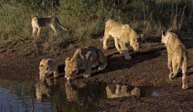 <div>Yaban hayatı fotoğrafçısı Kathleen Reeder Güney Afrika'da aslanları izlerken ilginç bir anı yakaladı.</div>

<div> </div>
