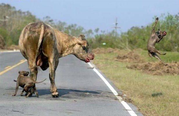 <div>Kafa darbesiyle pitbulun birini etkisiz hale getiren boğa diğer köpeğin kendine arkadan yaklaşmasını bekliyor. Pitbul boğayı tam ısırma anında boğa bu kez tekmesini kullanıyor ve Pitbull bir kuş gibi havalarda süzülüyor... </div>

<div> </div>
