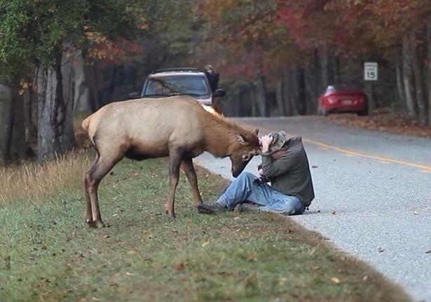 <p>ABD’nin Kuzey Carolina eyaletinde bulunan Great Smoky Mountains Milli Parkı’nda meydana gelen olayda, çekim yapan bir fotoğrafçı, bölgenin lideri olan geyiğin tacizine maruz kaldı.</p>
<p> </p>