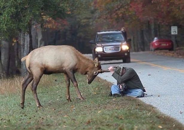 <p>Geyik, boynuzlarını sürterek fotoğrafçıya meydan okurken, başını eğip elleriyle yüzünü kapatan fotoğrafçı ise ağır hareketlerle kurtulmaya çalıştı.</p>
<p> </p>