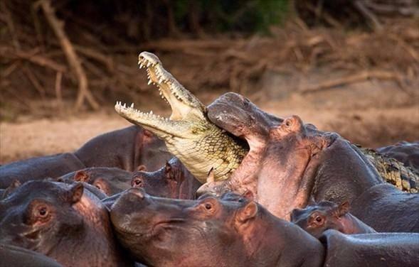 <p>Timsahın bu son hatası, Çek fotoğrafçı Vaclav Silha tarafından görüntülendi. Olay Tanzanya'daki Serengeti Milli Parkı'ndan geçen Nil Nehri'nde yaşandı.</p>
<p> </p>