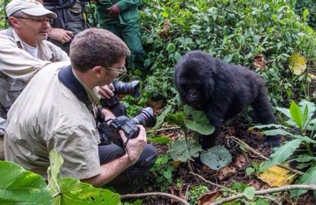 <p>Ruanda'nın yüksek dağlarında yaşayan goril ailesini çekmeye giden vahşi doğa fotoğrafçısı Christophe Courteau, alkollü bambu sapını yiyen gorillerin gazabına uğradı. İşte kare kare o anlar...</p>
<p> </p>