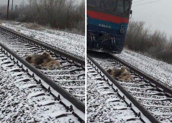 <p>Görüntülerde tren raylarında iki köpek görülüyor. <br />
 </p>
