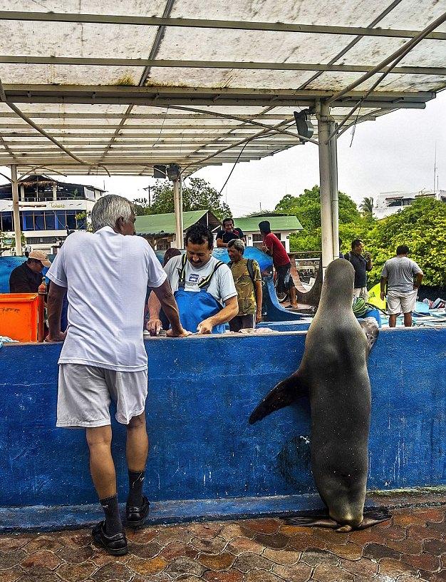 <p>Galapagos takımadalarına bağlı Santa Cruz Adası'nda Kristhian Castro tarafından çekilen ilginç fotoğraflarda denizaslanı, balıkçının kendisini görmesini bir müşteri gibi sabırla bekliyor.</p>

<ul>
</ul>
