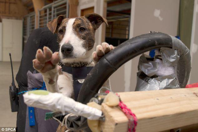 <p>Bugüne kadar verilen eğitimi başarıyla tamamlayan köpeklerin, kısa süre sonra televizyonda bu maharetlerini milyonlarca izleyicinin gözü önünde sergileyeceği belirtildi</p>
