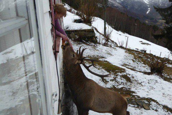 <p>Norveç'in ünlü haber kanalı NRK'ye konuşan kadın son üç yıldır bir geyiğin kendisini pencereden ziyaret ettiğini söyledi. Son üç yıldır her sabah ve öğlen vakti geyik gelip Mette'nin penceresinin önünde duruyor. Mette, NRK'ye "Penceremin önünde durup benden ekmek istiyor" dedi.</p>

<p> </p>
