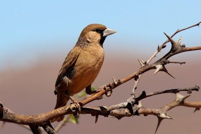 <p>Philetairus socius kuşlarının apartman binalarına benzeyen yuvalarında 400 kadar kuş birlikte yaşar.</p>
