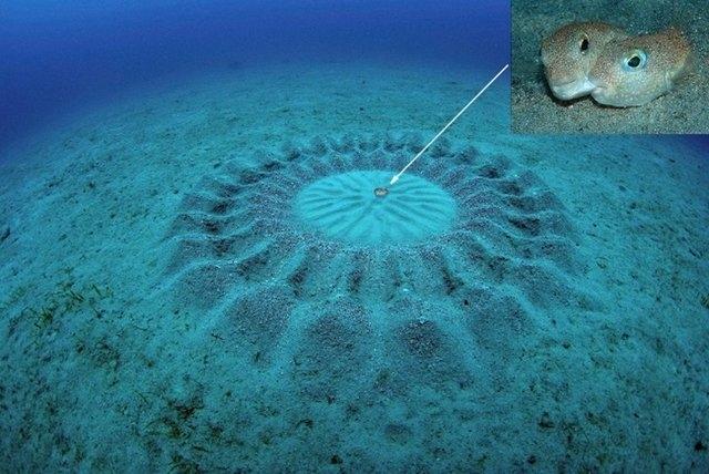 <p>Su seviyesinin 24 metre altında, kumlara çizili duran ve mükemmel bir simetriye sahip olan bu gizemli şekil, 12 cm uzunluğundaki erkek kirpi balığının çiftleşme öncesi inşa ettiği bir yapıydı.</p>
