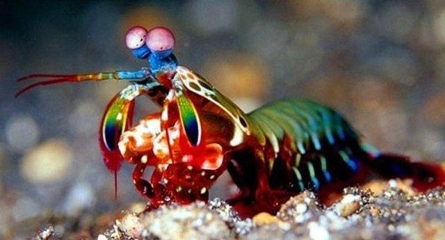 <p>SÜPER YETENEKLERE SAHİP 20 HAYVAN!<br />
Peygamber devesi karides<br />
Kendi klasmanında ölümcül bir avcıdır. Gözlerinde 16 görme siniri bulunur.</p>
