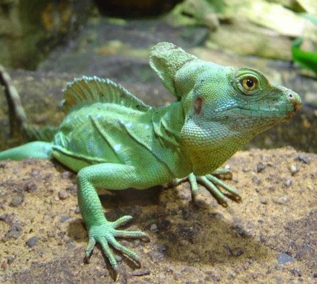 <p>Yeşil Basilisk Kertenkelesi<br />
Ya da biz onu su üzerinde yürüyebilen kertenkele olarak tanımlayabiliriz.</p>