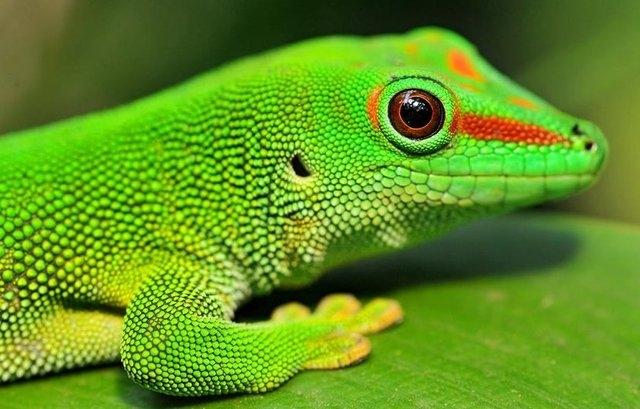 <p>Geckon kertenkeleleri ayaklarındaki binlerce tüycük sayesinde oluşan elektrostatik kuvvet sayesinde cama bile tırmanabilir</p>