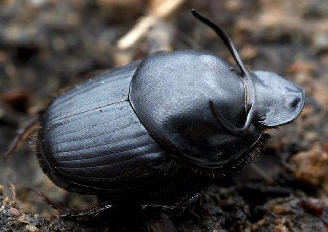 <p>Onthophagus Taurus (Halk arasındaki ismi bok böceği)</p>