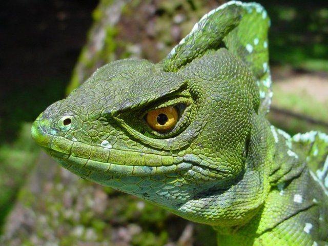 <p><strong>Yeşil Basilisk Kertenkelesi</strong></p>
<p> </p>
<p>Ya da biz onu su üzerinde yürüyebilen kertenkele olarak tanımlayabiliriz.</p>
