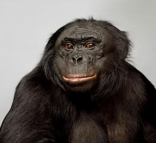 <p>Bonobo maymunları, eğitildiğinde 500 kadar söz dağarcığı olabiliyor. İşaret ettiği birtakım simgeler aracılığı ile iletişim kurabiliyor. Aynı zamanda cümle de kurabiliyor. Ona bir sakız verdiğinizde, sakızın ambalajını çıkartıyor ve size geri veriyor.</p>

<p> </p>
