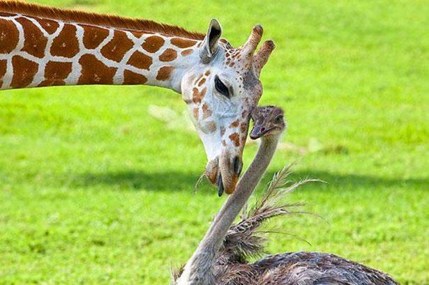 <p>Zürafa Bea ve devekuşu Wilma'nın arkadaşlıkları ABD'deki Buschgardens doğal yaşam parkında başladı.</p>
