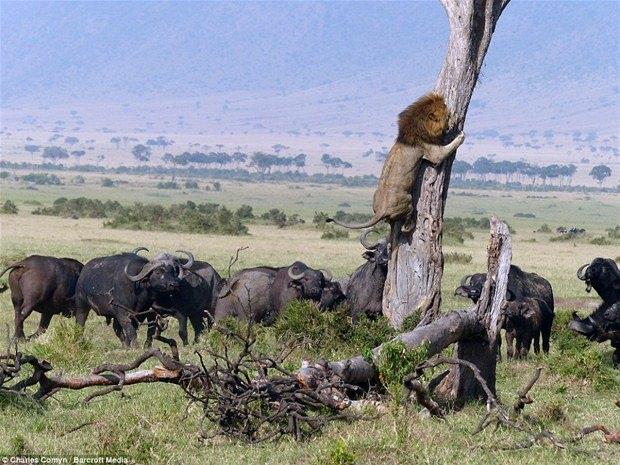 <p><strong>Korkak aslan</strong></p>

<p>Afrika'nın geniş düzlükleriyle vahşi yaşama ev sahipliği yapan ülkesi Kenya’da ilginç bir olay yaşandı.</p>

