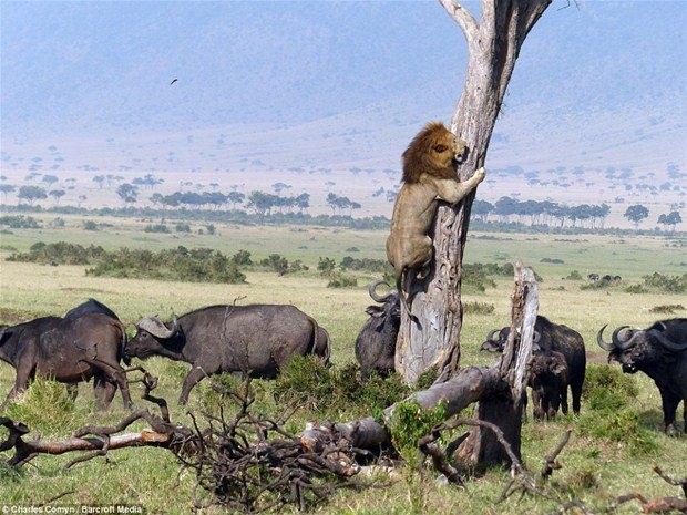 <p>Bir bizon sürüsünün arasındaki yavruyu avlamak isteyen ‘korkak’ aslan, bizonların saldırısına uğrayınca çareyi ağaca çıkmakta buldu. </p>
<p> </p>