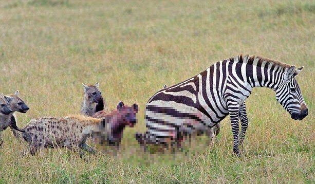 <p>Birden bire 20 sırtlanın arasında kalan zavallı zebra kaçamayınca aç sırtlanlara yem oldu.</p>

<p> </p>
