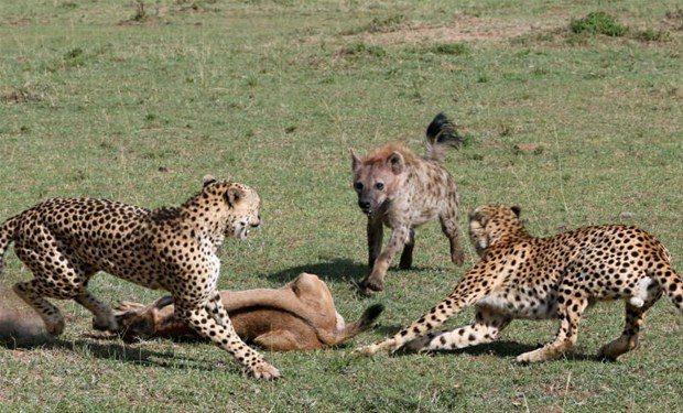<p>Tam her şey bitti derken... Zimbabve'de bulunan safari rehberi Garth Thompson vahşi doğanın acımasız kurallarını gözler önüne serdi.</p>