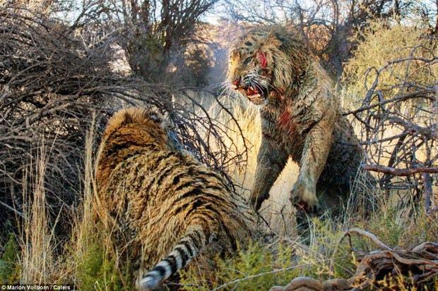 <p>Alman fotoğrafçı Marion Vollborn, Güney Afrika'nın Londolozi bölgesindeki ünlü 'Kaplan Kanyonu'nda 45 dakikalık inanılmaz kavgaya şahit oldu.</p>
