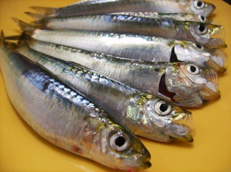 <p>Diyetlerin başlıca yiyecekleri arasında olan, genellikle ızgara olarak tüketilen sardalya balığı, birçok kişi tarafından sevilerek tüketilir.</p>
