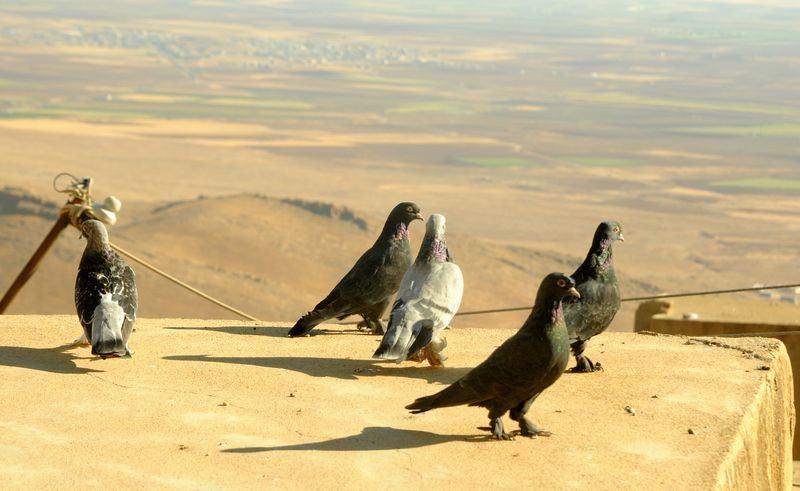 <div>Mardin'de genç-yaşlı çok sayıda güvercin meraklısının evlerinin içinde, çatıda güvercin beslediğini anlatan Toparlı, bu işin büyük hassasiyet gerektirdiğini dile getirdi.</div>
<div> </div>