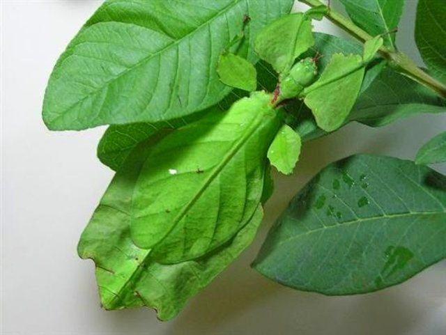 <p><strong>"Eophyllium Messelensis” </strong>ismiyle bilinen bu böcekler yaprağa müthiş benzerlikleriyle görenleri hayrete düşürüyor. </p>
