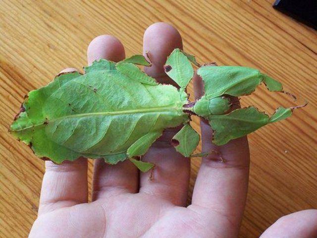 <p>Yaklaşık 6 cm boyuta ulaşabilen yaprak şekilli böceğin bir başka özelliği daha var.</p>

