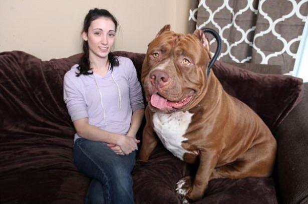 <p>Grennan Ailesi'nin 'pitbull'u normalden üç kat daha büyük.</p>
<p> </p>
<p> </p>