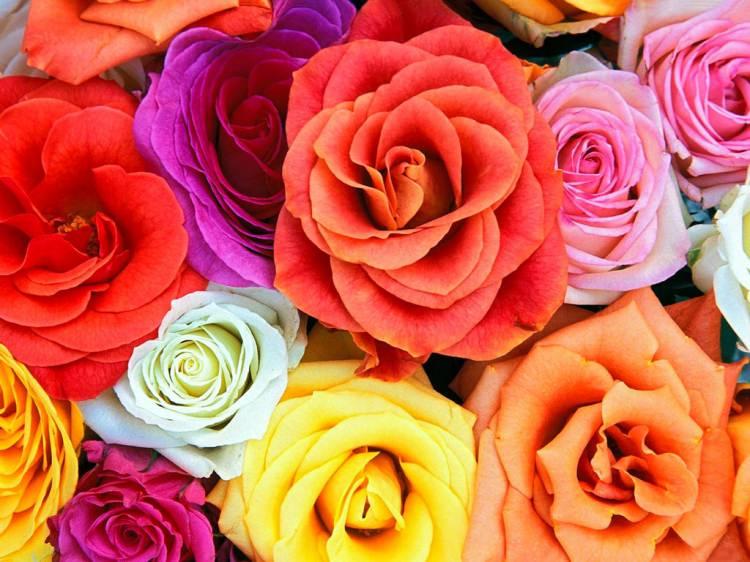 <p>Uzun ve renkli bir tarihe sahip olan güller, çiçeklerin arasında en dikkat çekenidir. Peki birçok duyguyu yansıtabilen güllerin renkleri ne anlama gelir?</p>
