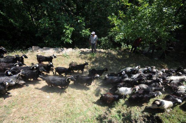<p>İmece usulü gerçekleştiren etkinlikte uzun zamandır birbirini görmeyenler sohbet ederken, yeni nesil de keçi kırpımının nasıl yapıldığını öğreniyor.</p>