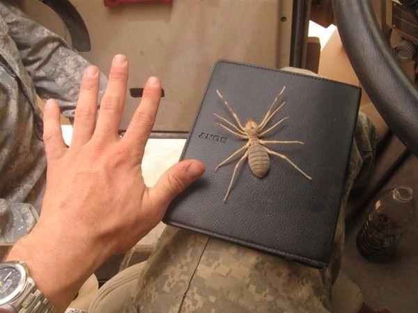 <p>&Ouml;zellikle Kuzey Irak ve Hakkari &ccedil;evresinde bulunan bu &ouml;r&uuml;mcek Amerikalı askerlerin değimiyle "camel spider" (deve &ouml;r&uuml;mceği)</p>
