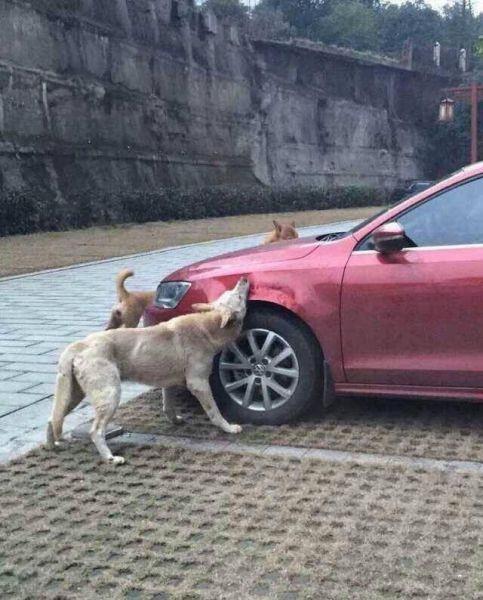 <p>Park halindeki otomobilini sahipsiz köpekler tarafından parçalanırken buldu.</p>

<p> </p>
