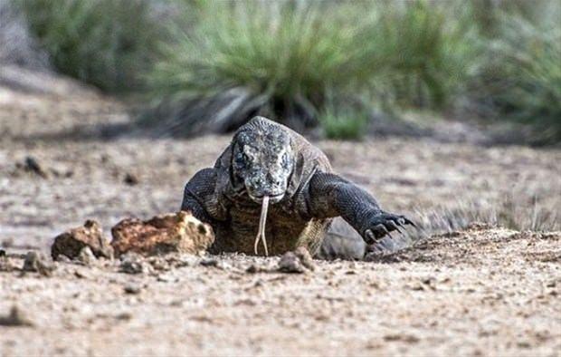 <p>İşte iki komodo ejderi ile karşı karşıya gelen keçinin zor anları...</p>
<p> </p>