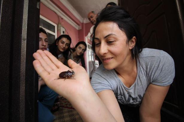<p>4 santim uzunluğunda ve 6 santim genişliğinde olan gergedan böceği, dünyada sadece belirli bölgelerde yaşayabiliyor. Latince adı 'Oryctes Nasicornis' olan gergedan böcekleri, dünyanın en güçlü hayvanı olarak biliniyor.</p>
