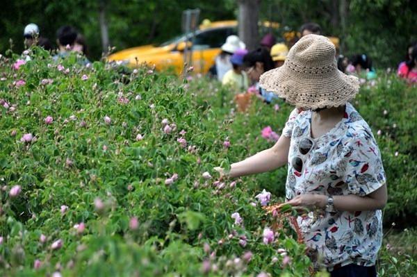 <p>Özellikle Güney Kore, Çin, Japonya ve Tayvan gibi Uzakdoğu ülkelerinden ziyaretçi ağırladıklarını aktaran Gözgün, turistlerin bahçelerde gül topladıklarını, Osmanlı dönemindeki gibi geleneksel yöntemlerle gül yağının çıkarılmasını izlediklerini, güle dair her şeye tanıklık ettiklerini vurguladı.</p>

<ul>
</ul>
