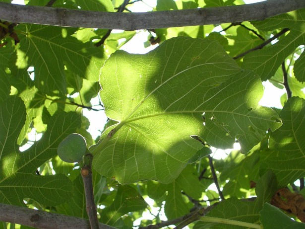 <p>Kurutulmuş incir yapraklarıyla hazırlanan dekoksiyon, hemoroit (basur) ve çıbanlara karşı etkilidir. </p>
