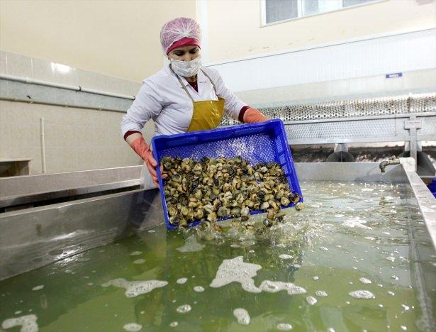 <p>Sadık, firmasının ihracat miktarının bazı yıllar 800 tona kadar çıktığını, 2016'da ise 5 milyon dolarlık ihracat gerçekleştirmeyi hedeflediklerini sözlerini ekledi.</p>
