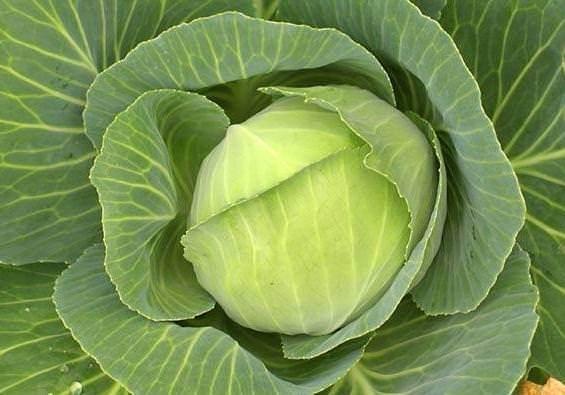 <p>Mide ve bağırsakta ki yaraların iyileşmesini sağlar.</p>

<p> </p>
