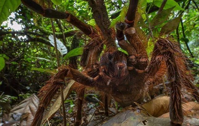 <p>Böcekbilimci Piotr Naskrecki , Guyana'da doğal ortamda karşılaştığı tarantulayı görüntüledi.</p>