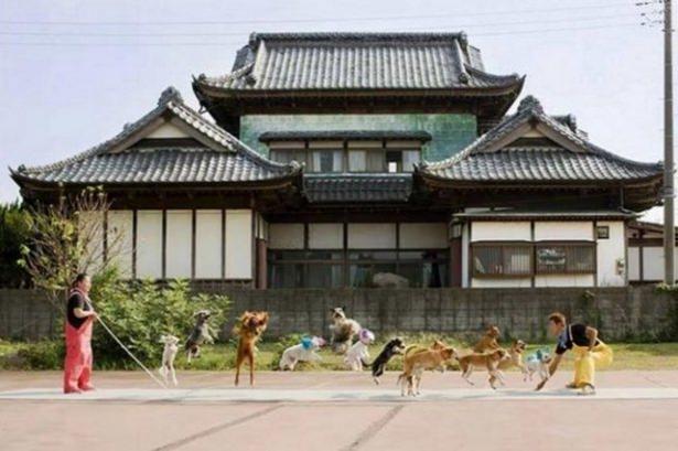 <p>İple en fazla hayvan zıplatma. Bu konudaki rekor 13 köpekle Japonya'da "Süper Wan Wan Sirki"nde kırıldı.</p>

<p> </p>
