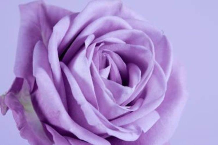 <p>Lavanta rengi gül</p>
<p>Lavanta renk ilk görüşte aşkı temsil eder. </p>