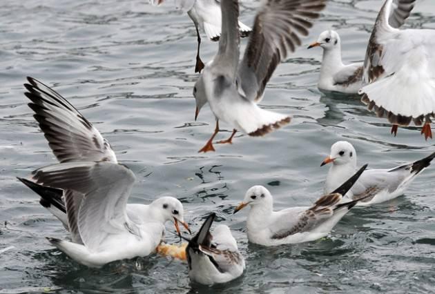 A&ccedil; kalan martılar Boğazın y&uuml;zeyindeki atıkların arasında buldukları ekmek ve simit par&ccedil;alarını kapabilmek i&ccedil;in birbirleriyle yarıştı.