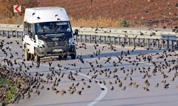 <p>Bursa’da hava sıcaklığının eksi 2 dereceye düşmesi üzerine binlerce kuş karayoluna inip yiyecek aradı.<br />
<br />
Fotoğraf: Alper Tüydeş</p>