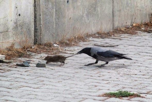 <p>Tokat’ta kargaların fare ile mücadelesi objektiflere yansıdı.<br />
<br />
Fotoğraf: Nurhan İçmez</p>