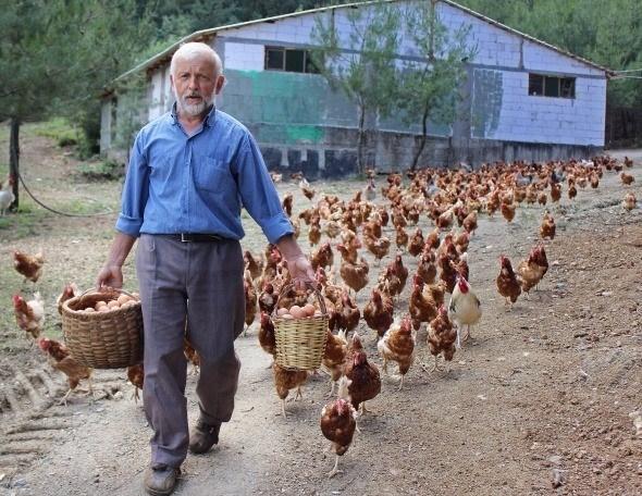 <p>Bursa’da tekstil işinden emekli olduktan sonra organik yumurta işine giren vatandaşın baktığı tavuklar peşinden koşuyor.<br />
<br />
Fotoğraf: Burak Türker</p>
