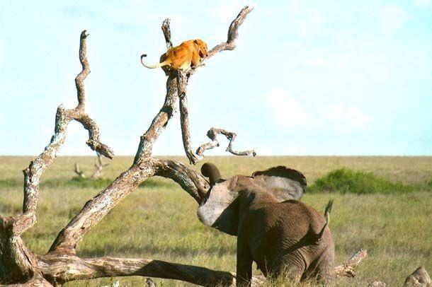 <p>Yaşanan bu anları bölgede safari yapan fotoğrafçılar kare kare görüntüledi..</p>

<ul>
</ul>
