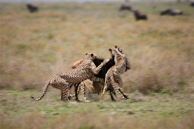 <p>Avlanmak için Serengeti'de dolaşan çitalar, genç bir antilopu yakaladı.</p>
<ul>
</ul>